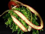 Weihnachtsband Geschwungene Sterne Rot/Creme mit Draht 25mm