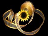 Organzaband Florband Honig mit Draht 40mm Organzaband Florband Honig mit Draht 40mm