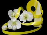 Polyband 19 mm Polyband 19 mm