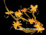 Blumengirlande Daisy Orange ohne Draht 75mm Blumengirlande Daisy Orange ohne Draht 75mm