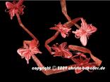 Blumengirlande Daisy Bordeaux ohne Draht 75mm