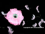 Federn auf Draht Rosa 10m Federn auf Draht Rosa 10m