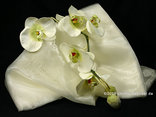 "Organza Stoff" Creme 145cm