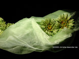 "Organza Stoff" Mint 145cm